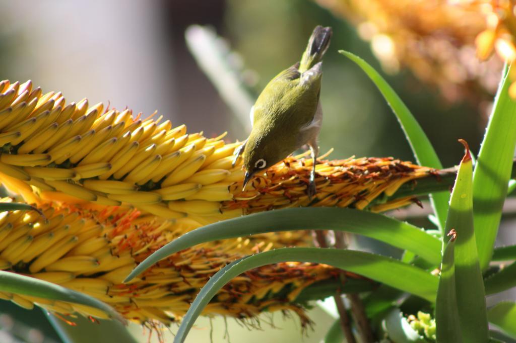 Marula Lodge Swellendam Luaran gambar