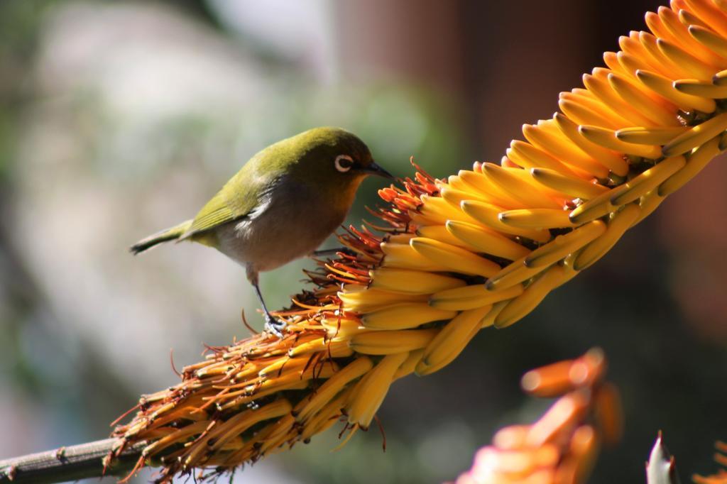 Marula Lodge Swellendam Luaran gambar